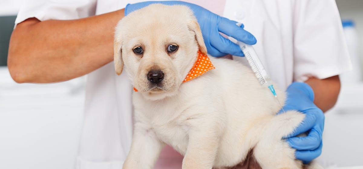 Köpek Aşıları – Köpek Aşı Takvimi Bilmeniz Gerekenler