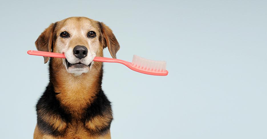Köpeklerde Diş Bakımı Hakkında Bilmeniz Gerekenler Köpeklerde Diş Bakımı Hakkında Bilmeniz Gerekenler