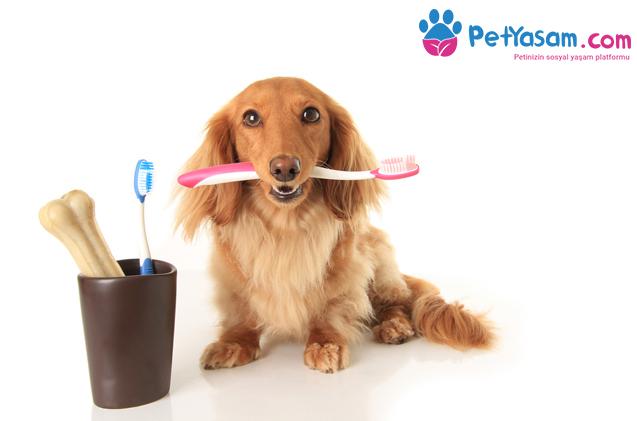 Köpeklerde Diş Temizliği  Neden Önemlidir