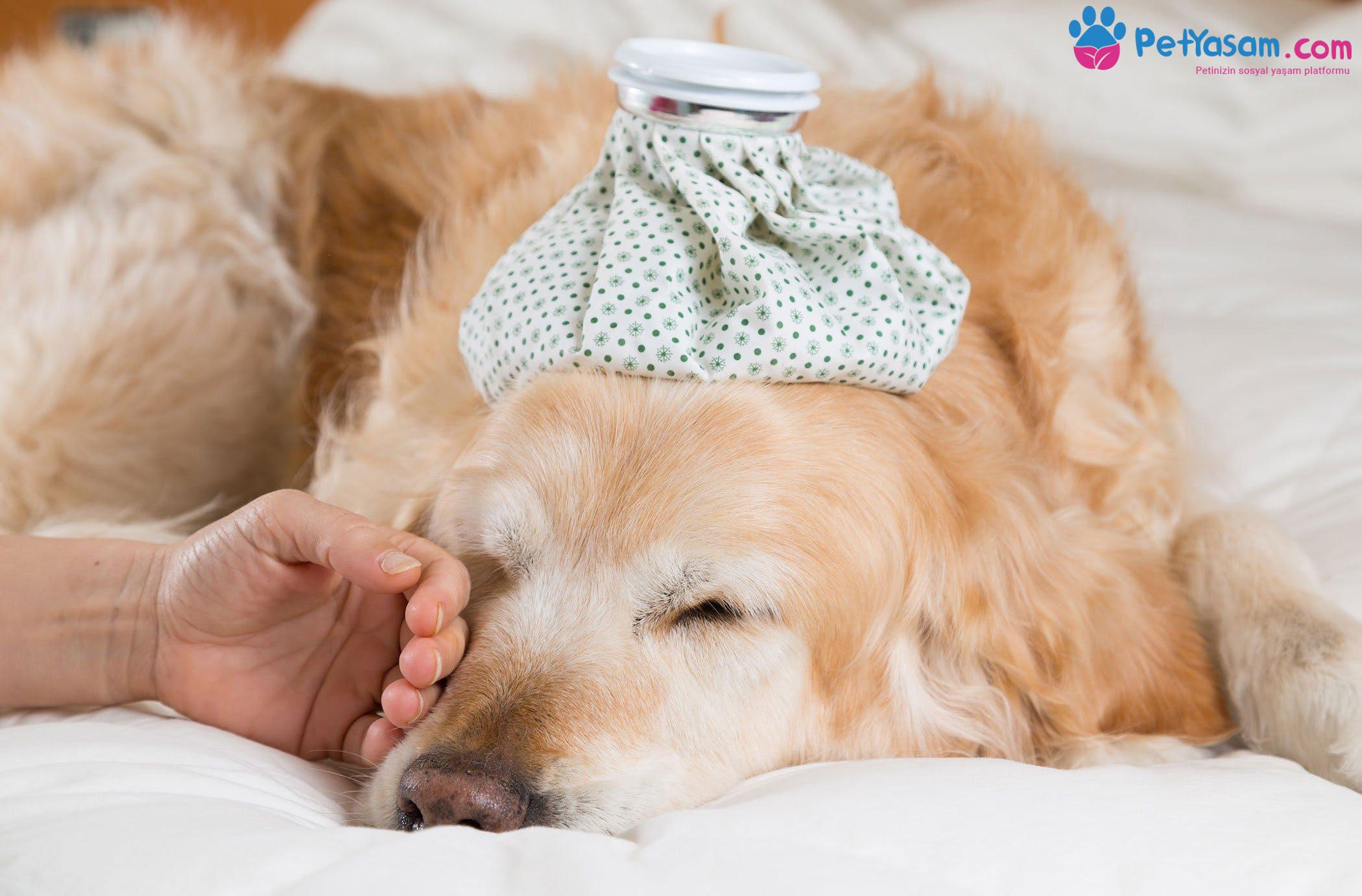 Köpeklerde Gençlik Hastalığı- Distemper Nedir Köpeklerde Gençlik Hastalığı- Distemper Nedir
