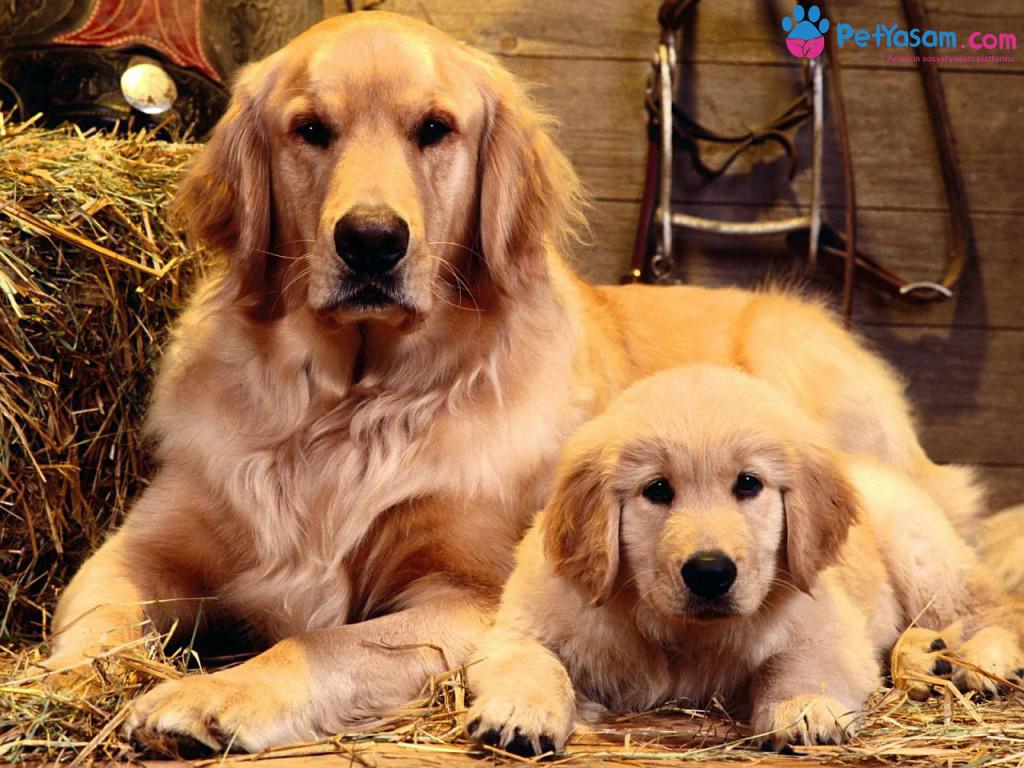 Hamile Köpeğinizin Beslenme Listesi Nasıl Olmalıdır? Hamile Köpeğinizin Beslenme Listesi Nasıl Olmalıdır?