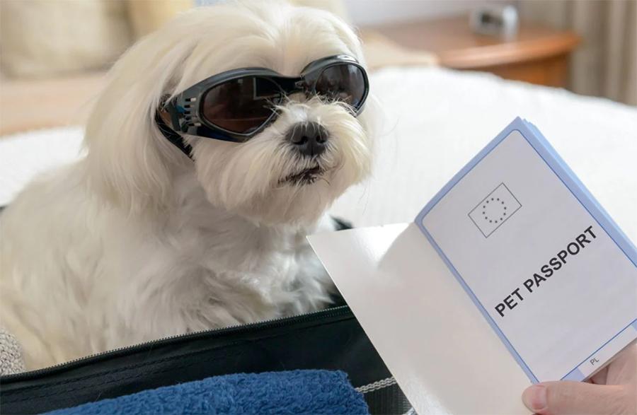 Yurt Dışına Köpekle Seyahat İçin Nasıl Aşamalardan Geçilmeli?
