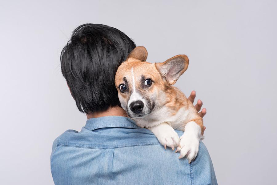 Köpekler Depremi Hisseder mi? Köpekler Depremi Hissederken Ne Yapar? Köpekler Depremi Hisseder mi? Köpekler Depremi Hissederken Ne Yapar?