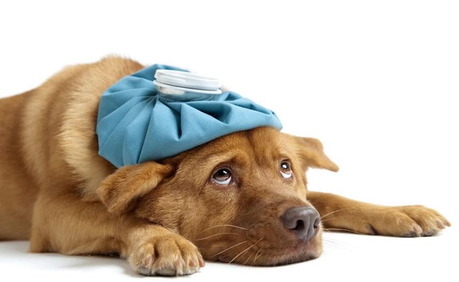 Köpekler Grip Olur Mu? Köpekler Grip Olur Mu?