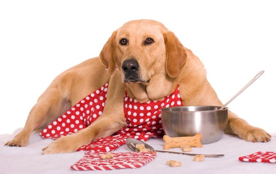 Köpekler Günde Ne Kadar Yemek Yer? Köpekler Günde Ne Kadar Yemek Yer?