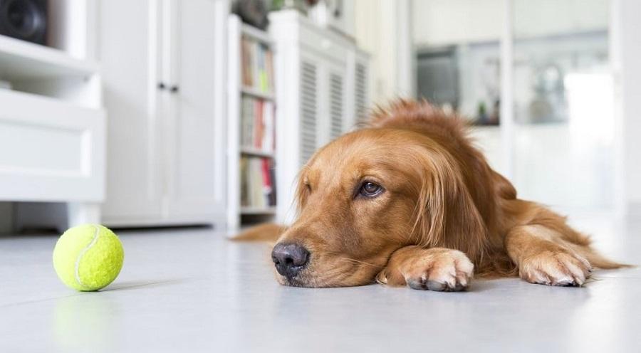 Köpekler Hastayken Ne Yer? Köpekler Hastayken Ne Yer?