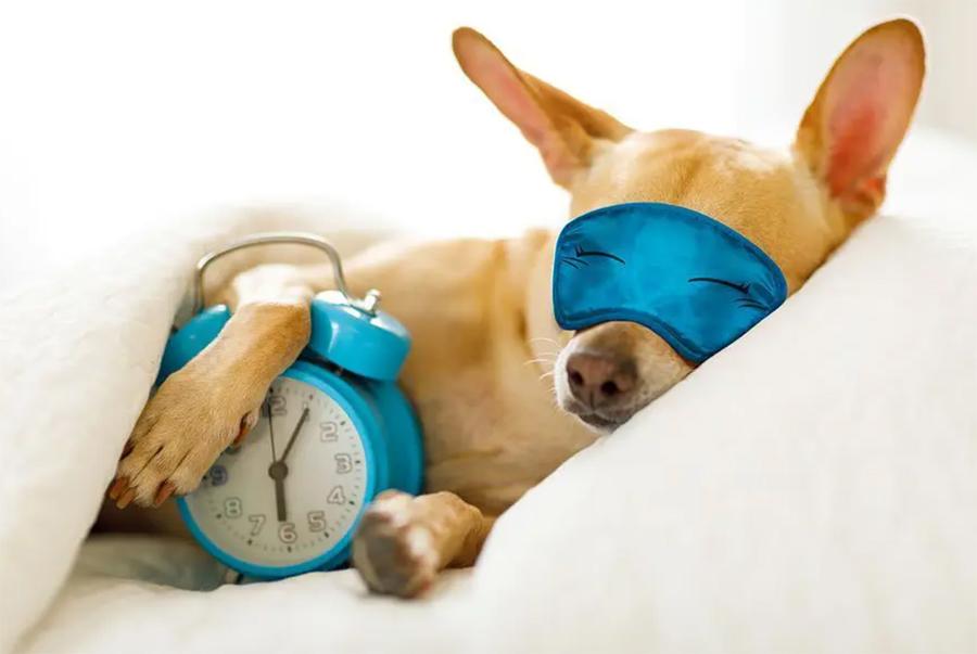 Köpekler Kaç Saat Uyur? Uykuyu Seven Köpek Cinsleri