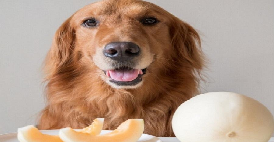 Köpekler Kavun Yer Mi? Köpekler Kavun Yer Mi?