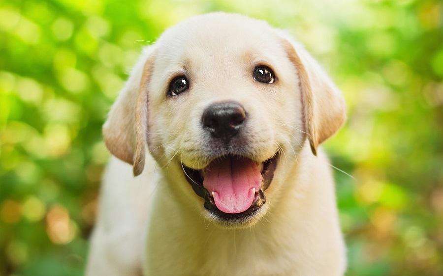 Köpekler Nasıl Mutlu Olur?