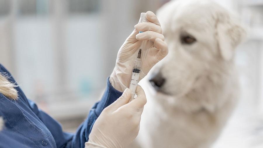 Köpekler Ne Zaman Kuduz Aşısı Olur? Köpekler Ne Zaman Kuduz Aşısı Olur?
