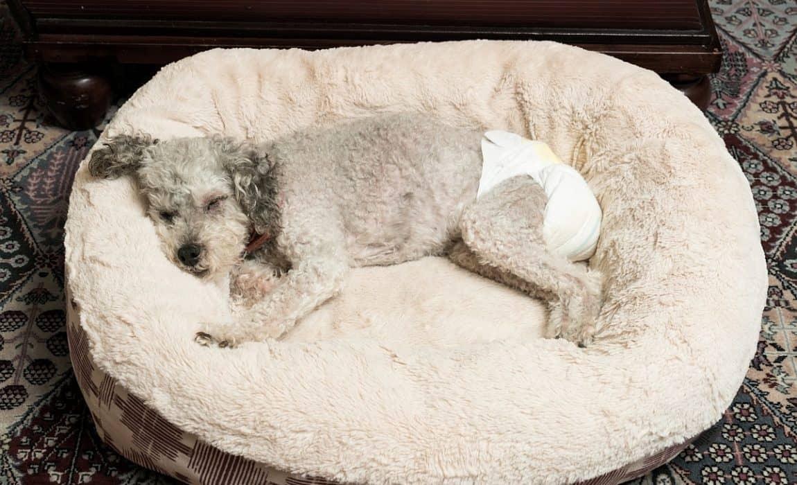 Köpekler Regl Olur mu? Köpekler Regl Olur mu?