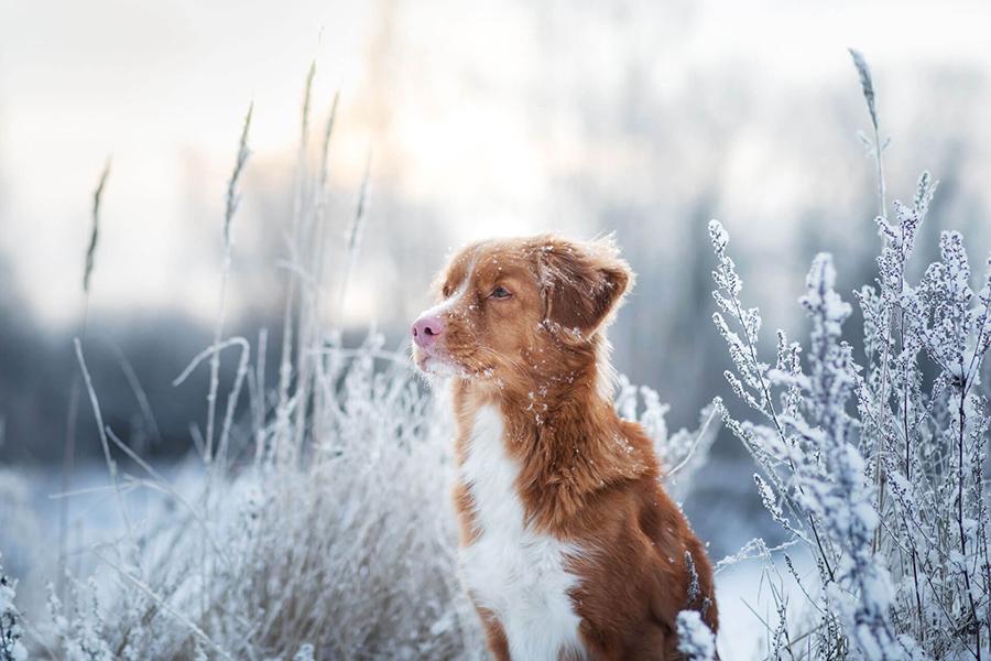 Köpekler Soğuktan Etkilenir mi?