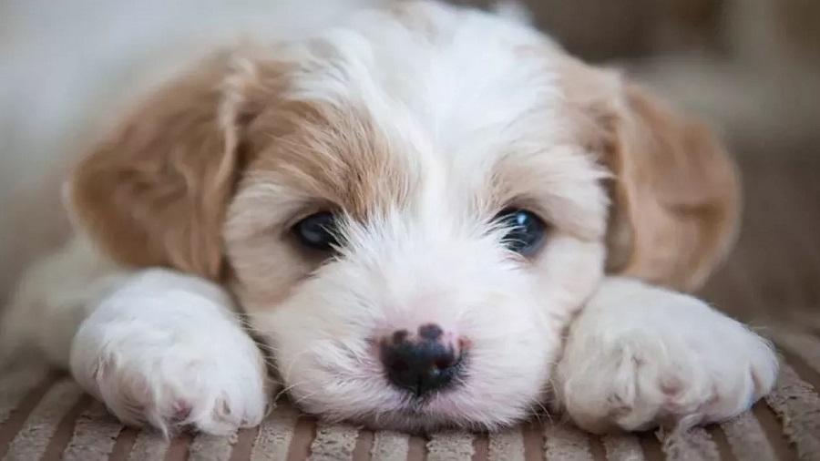 Köpekler Tuvaletini Ne Kadar Tutabilir? Köpekler Tuvaletini Ne Kadar Tutabilir?