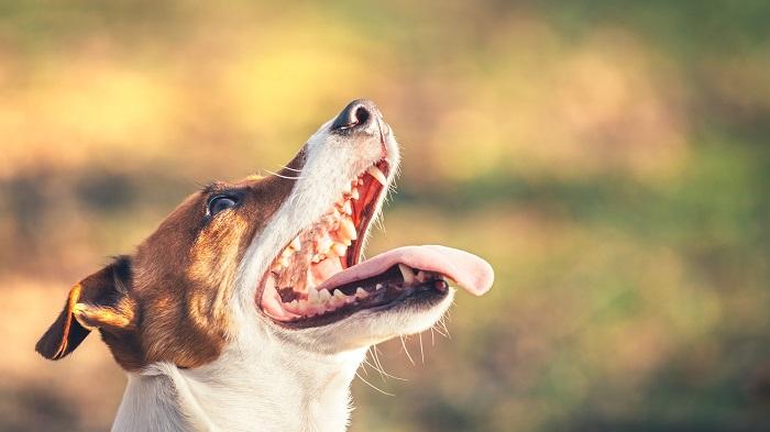 Köpeklerde Ağız Kokusu Neden Olur, Nasıl Geçer?