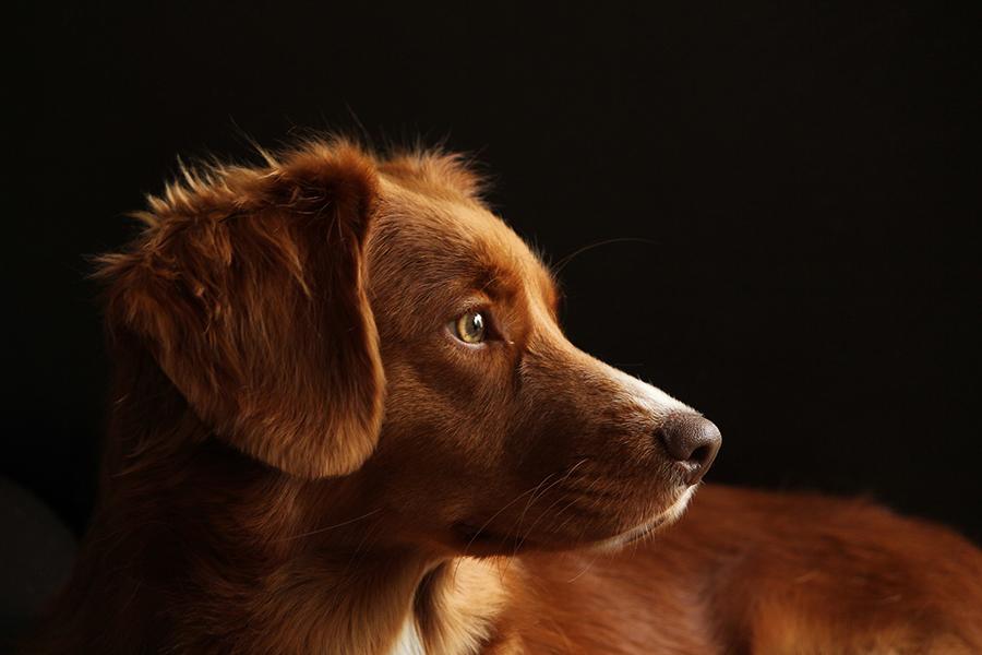 Köpeklerde Anemi Nedenleri ve Tedavisi