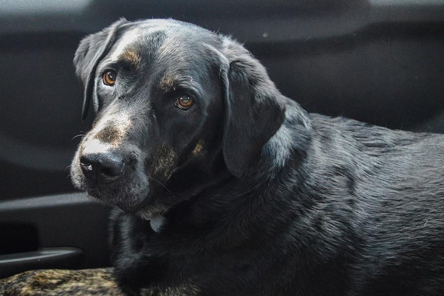 Köpeklerde Astım Belirtileri Nelerdir? Köpeklerde Astım Belirtileri Nelerdir?