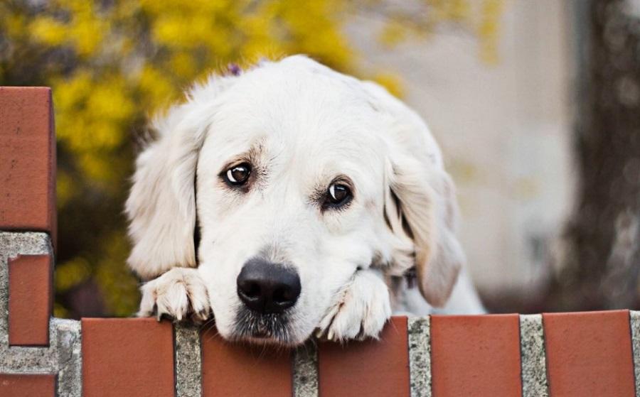 Köpeklerde Ayrılık Kaygısı Belirtileri Nelerdir?