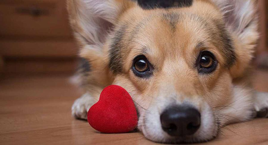 Köpeklerde Çiftleşme Sonrası Davranış Sorunları Köpeklerde Çiftleşme Sonrası Davranış Sorunları