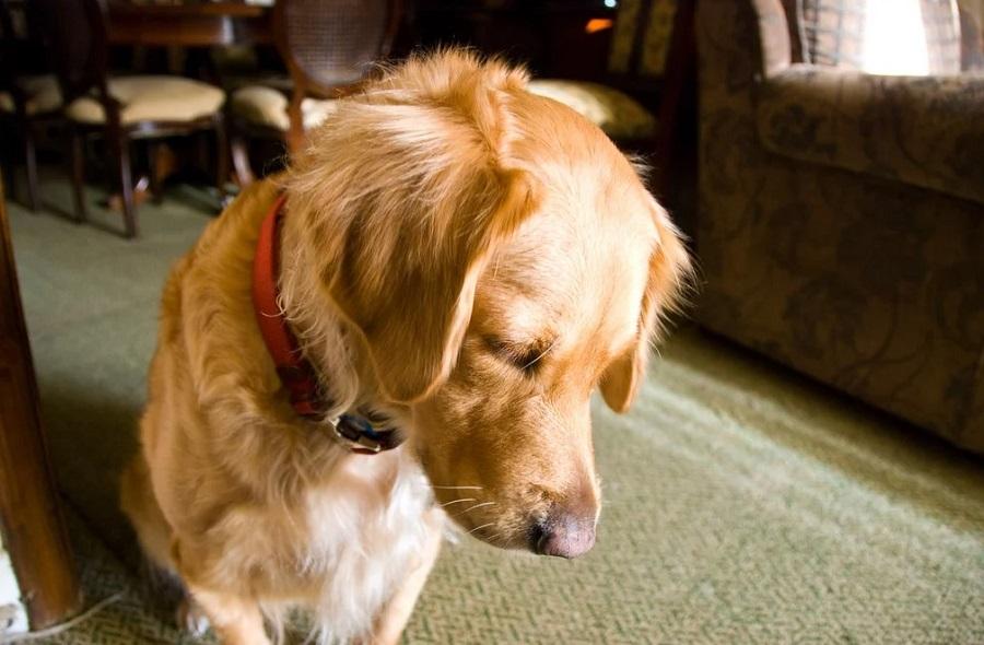 Köpeklerde Cushing Sendromu Belirtileri Nelerdir? Köpeklerde Cushing Sendromu Belirtileri Nelerdir?