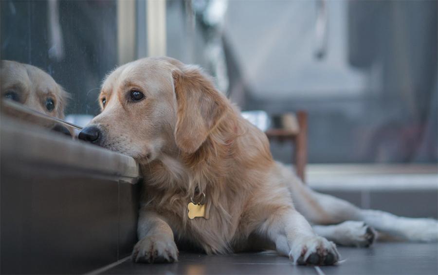 Köpeklerde Depresyon Belirtileri ve Tedavisi Köpeklerde Depresyon Belirtileri ve Tedavisi