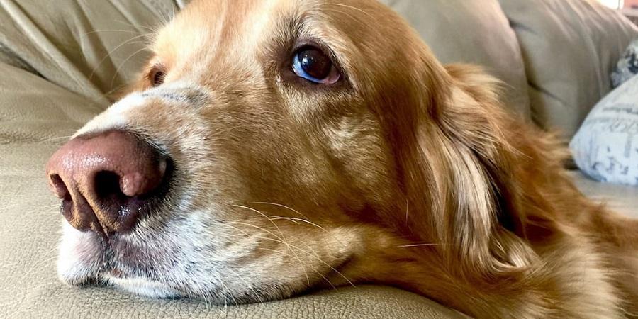 Köpeklerde Deri Koyulaşması Neden Olur? Köpeklerde Deri Koyulaşması Neden Olur?