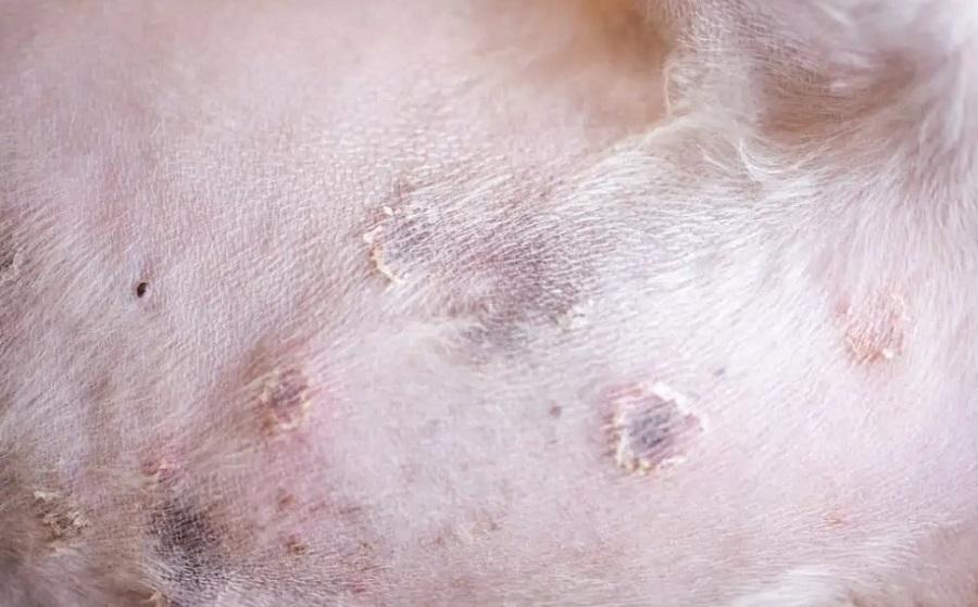 Köpeklerde Deri Mantarı Neden Olur? Köpeklerde Deri Mantarı Neden Olur?