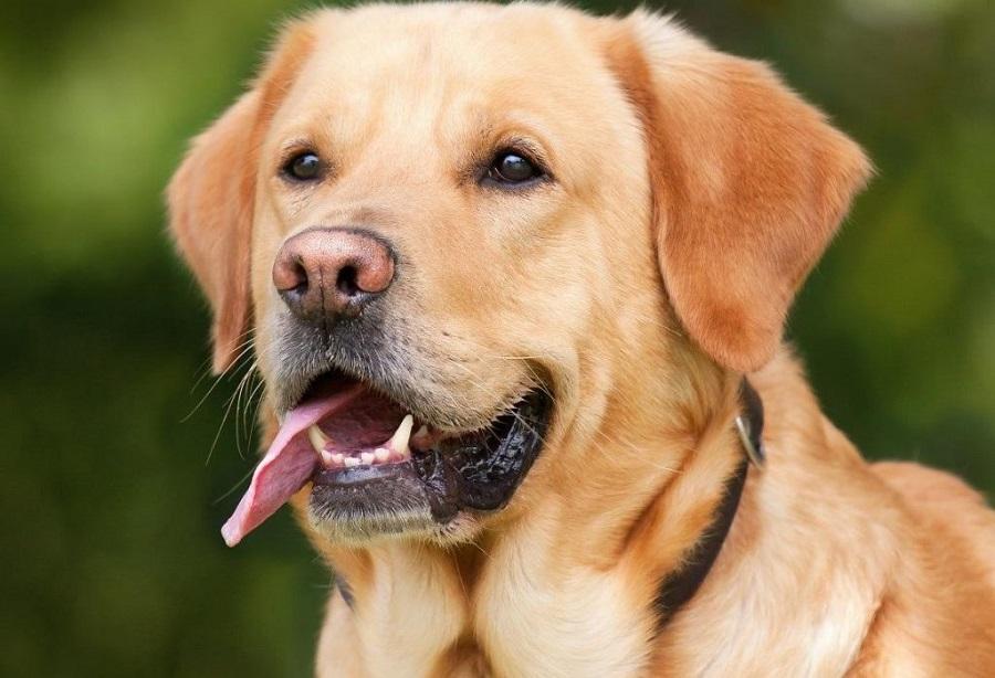 Köpeklerde Diş Eti Hastalığı Neden Olur? Köpeklerde Diş Eti Hastalığı Neden Olur?