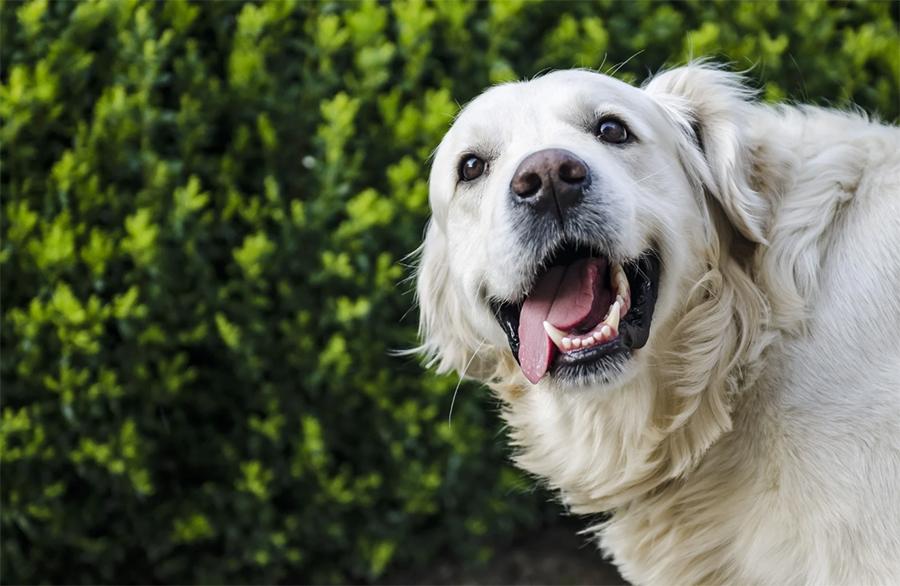 Köpeklerde Soluk Diş Etleri Neden Olur