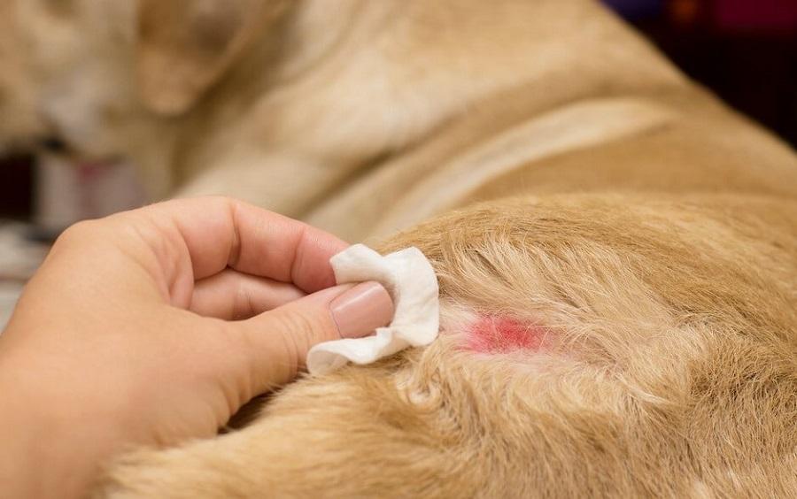 Köpeklerde Egzama Belirtileri Nelerdir? Köpeklerde Egzama Belirtileri Nelerdir?