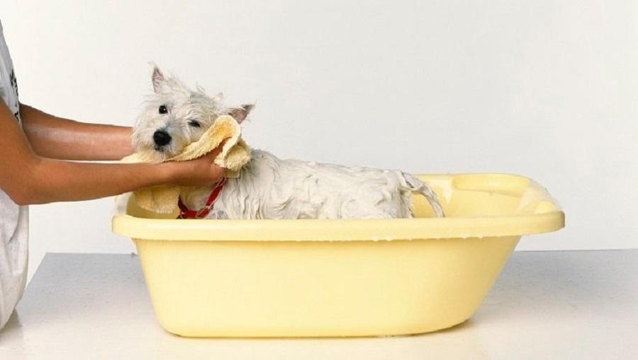 Köpeklerde Egzama Nasıl Geçer? Köpeklerde Egzama Nasıl Geçer?