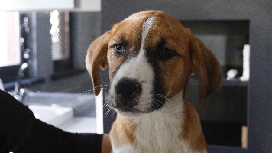 Köpeklerde Gençlik Hastalığı İnsanlara Bulaşır Mı? Köpeklerde Gençlik Hastalığı İnsanlara Bulaşır Mı?