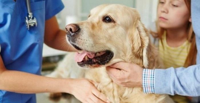 Köpeklerde Gençlik Hastalığı Nedir? Köpeklerde Gençlik Hastalığı Nedir?