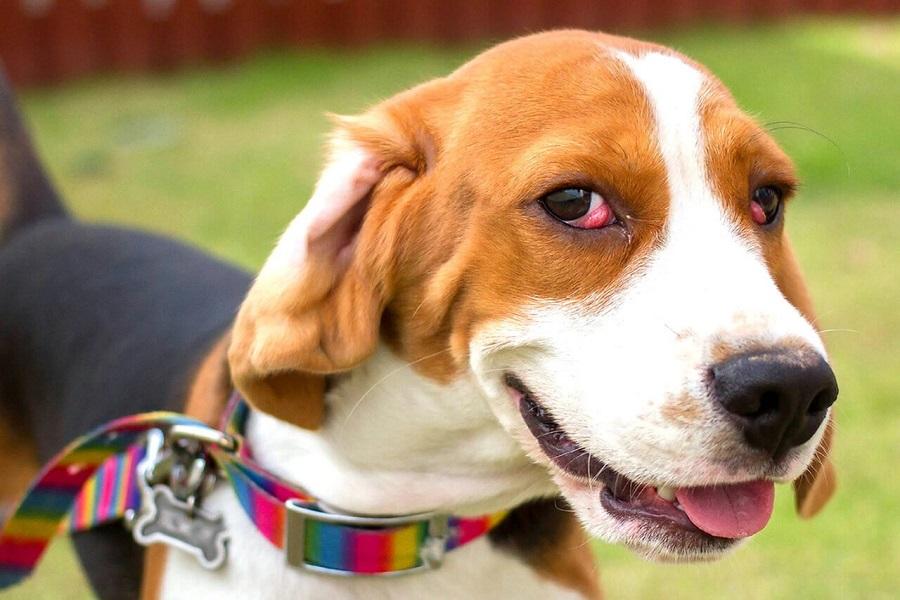 Köpeklerde Görülen Göz Hastalıkları Nelerdir? Köpeklerde Görülen Göz Hastalıkları Nelerdir?