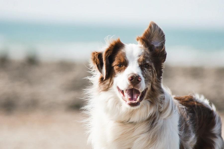 Köpeklerde Görülen Siğil Nedenleri ve Çözüm Yolları Nelerdir? Köpeklerde Görülen Siğil Nedenleri ve Çözüm Yolları Nelerdir?
