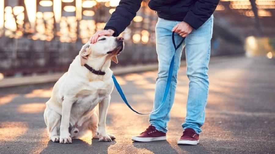 Köpeklerde İleri İtaat Eğitimi Nedir? Köpeklerde İleri İtaat Eğitimi Nedir?