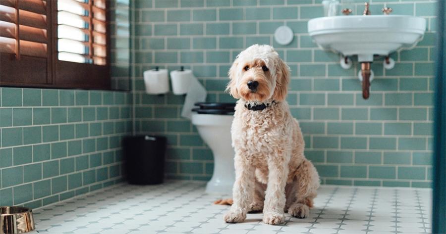 Köpeklerde İshale Ne İyi Gelir Köpeklerde İshale Ne İyi Gelir