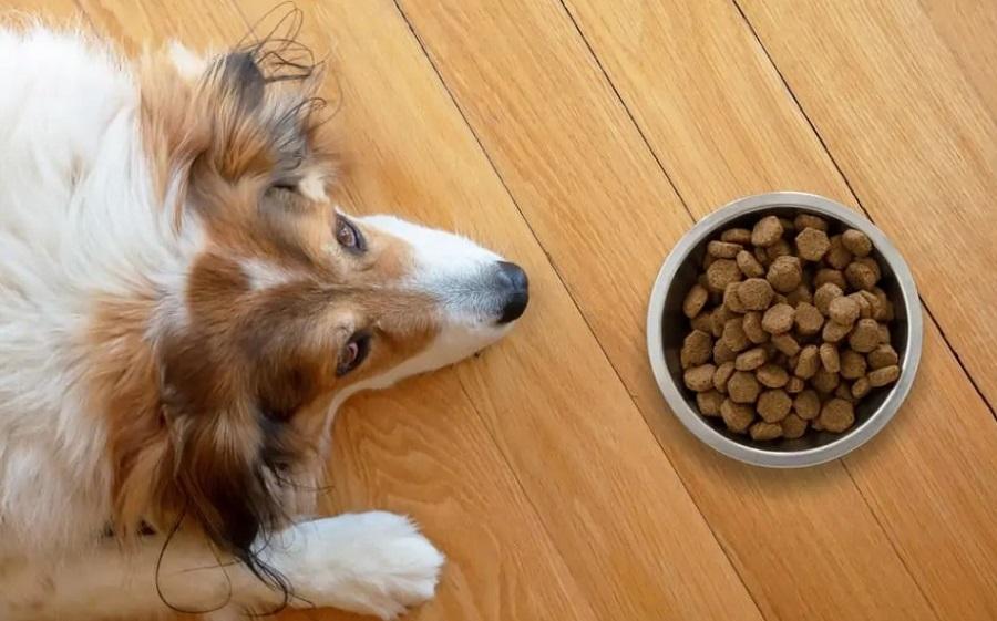 Köpeklerde İştahsızlık Nedenleri Nelerdir?