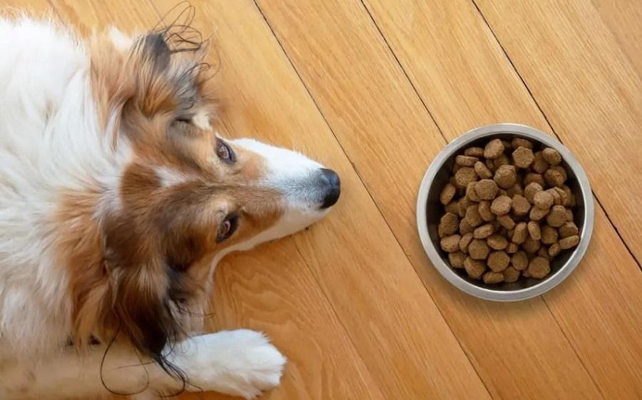 Köpeklerde İştahsızlık Nedenleri Nelerdir? Köpeklerde İştahsızlık Nedenleri Nelerdir?