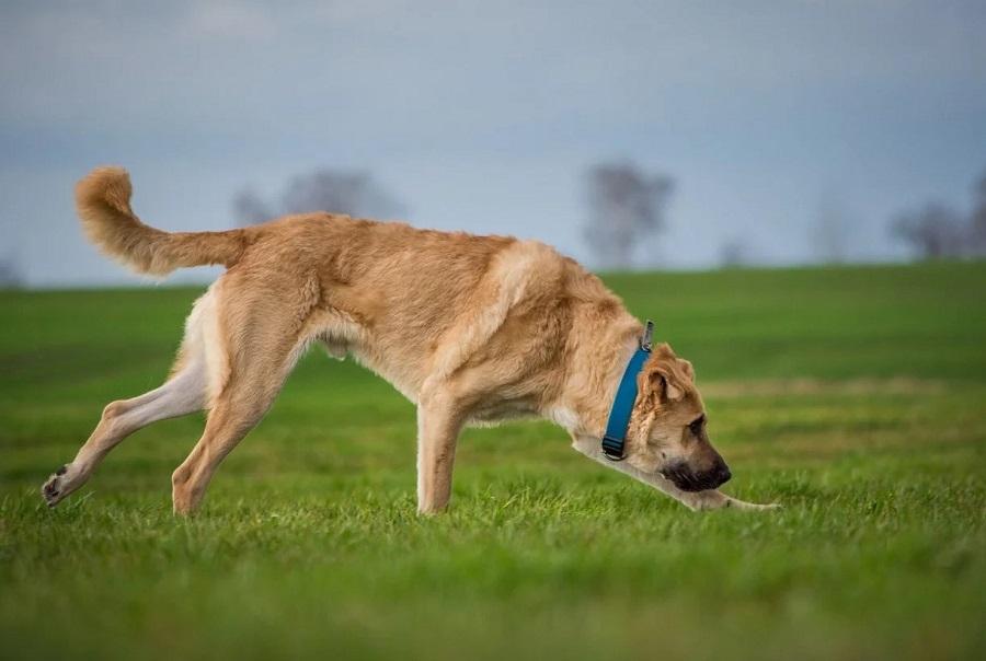 Köpeklerde Kalça Çıkığı Neden Olur? Köpeklerde Kalça Çıkığı Neden Olur?