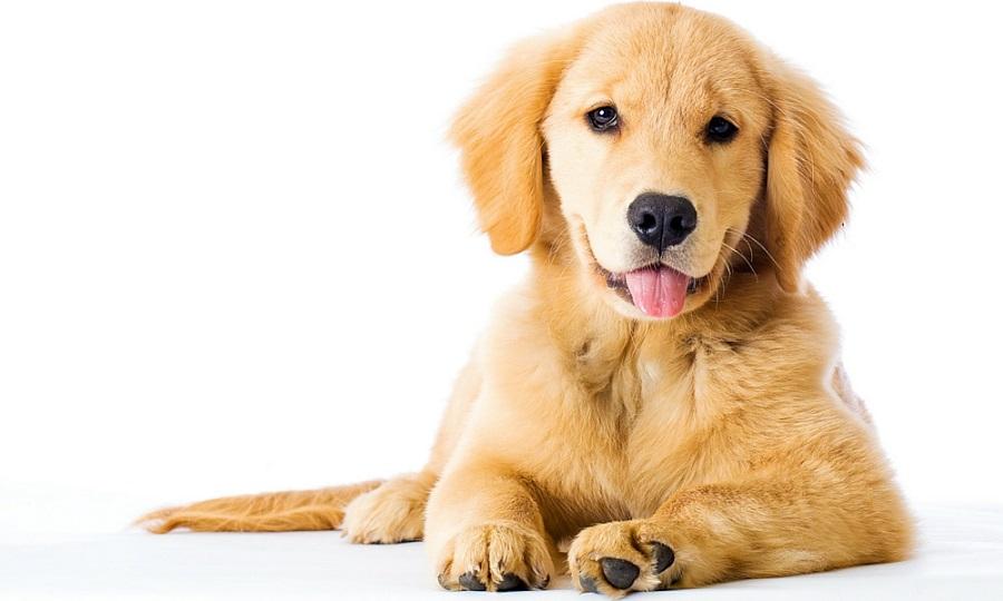 Köpeklerde Kanlı İshal Neden Olur? Köpeklerde Kanlı İshal Neden Olur?