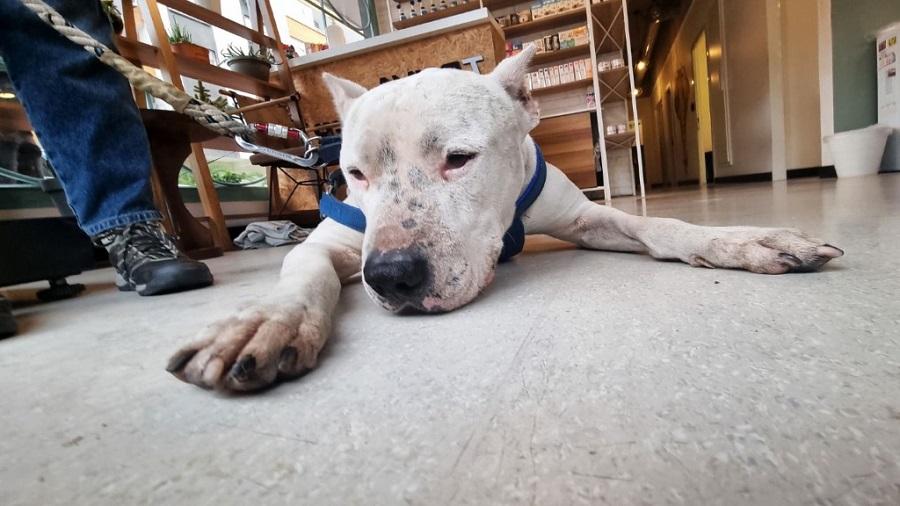 Köpeklerde Kanser Belirtileri Nelerdir? Köpeklerde Kanser Belirtileri Nelerdir?