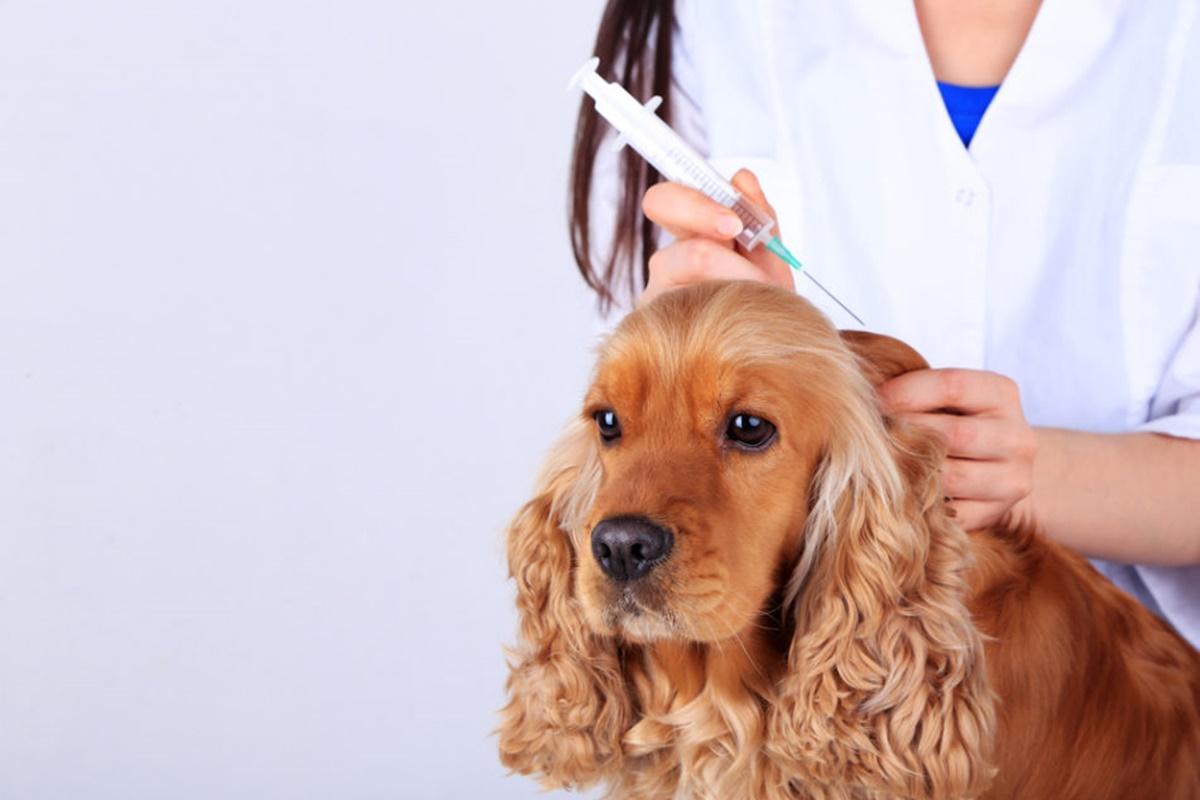 Köpeklerde Karma Aşı Nedir? Köpeklerde Karma Aşı Nedir?
