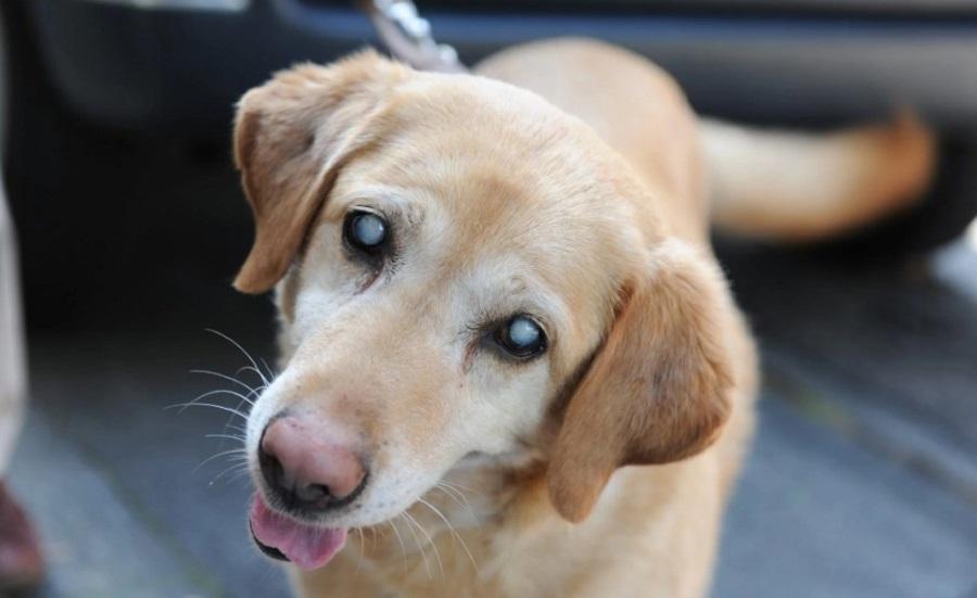 Köpeklerde Katarakt Neden Olur? Köpeklerde Katarakt Neden Olur?