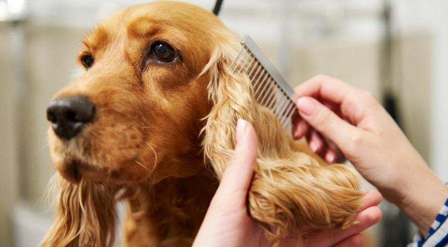 Köpeklerde Kepeklenme Neden Olur, Nasıl Geçer?