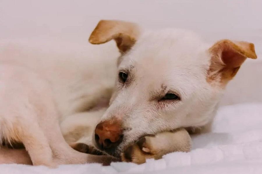 Köpeklerde Kilo Kaybı Neden Olur? Köpeklerde Kilo Kaybı Neden Olur?