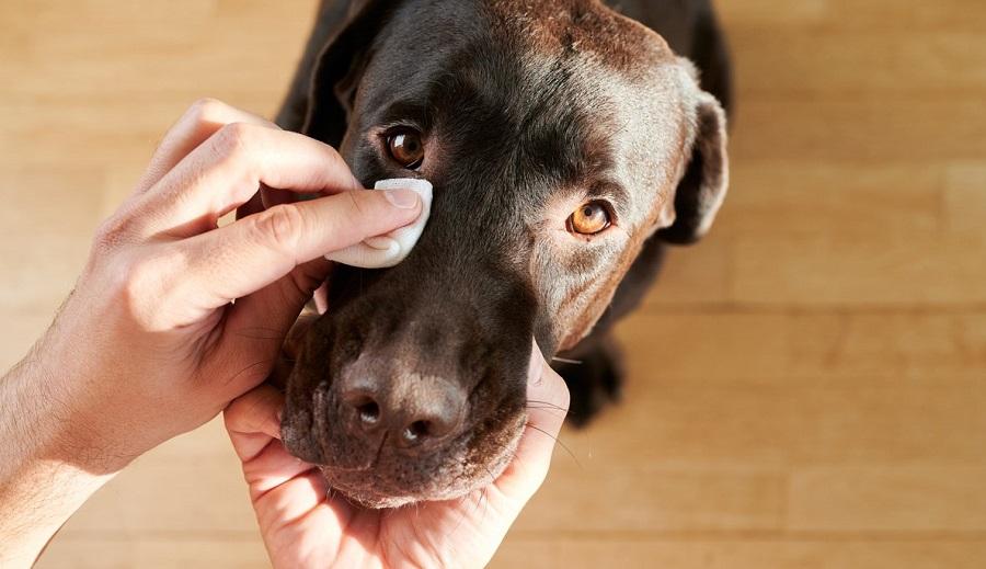 Köpeklerde Konjuktivitis Neden Olur? Köpeklerde Konjuktivitis Neden Olur?