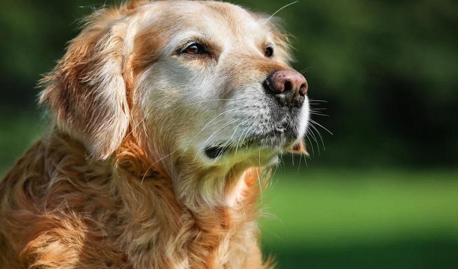 Köpeklerde Kronik Böbrek Yetmezliği Nasıl Tedavi Edilir? Köpeklerde Kronik Böbrek Yetmezliği Nasıl Tedavi Edilir?