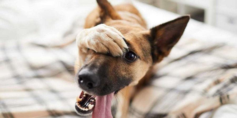 Köpeklerde Kuduz Belirtileri Nelerdir? Köpeklerde Kuduz Belirtileri Nelerdir?