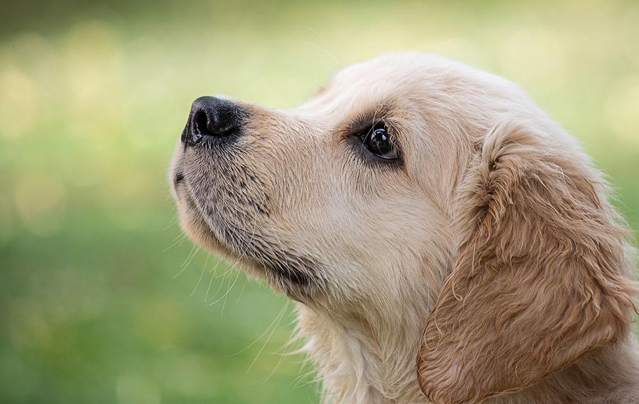 Köpeklerde Mide Bulantısı Ne İyi Gelir? Köpeklerde Mide Bulantısı Ne İyi Gelir?