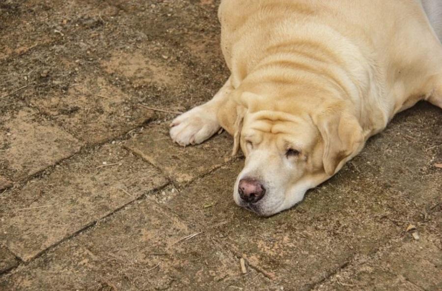 Köpeklerde Obezite Nedenleri Nelerdir?